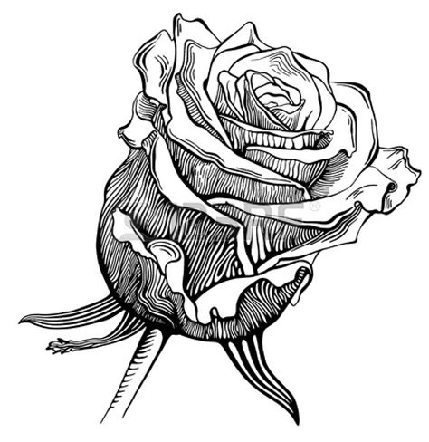 Easy Small Roses Drawings Clip Art Library