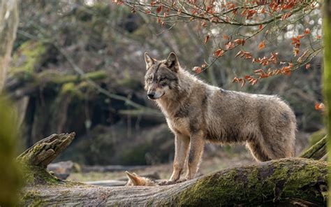 Download Wallpapers 4k Wolf Predators Wildlife Forest For Desktop