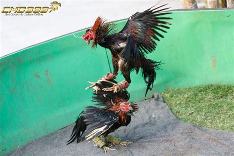 Ayam Aduan Bali Ayam Mania