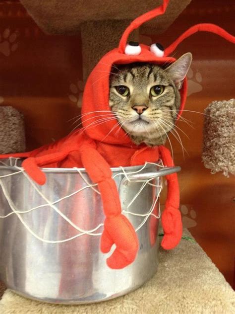 Is It Okay To Dress My Cat Up For Halloween Cute Cat Costumes Pet