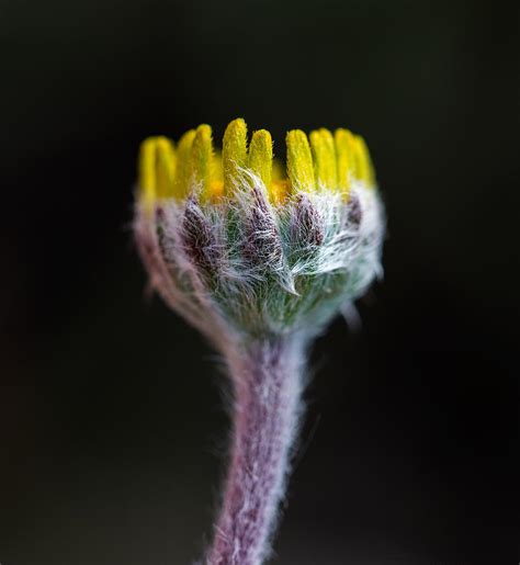 Four Nerve Daisy Bud Beginning To Open Photograph By Steven Schwartzman