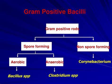 Ppt Aerobic Non Spore Forming Gram Positive Bacilli Powerpoint