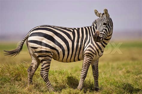 Zebra Standing Stock Image Colourbox
