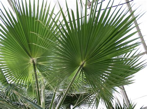 Mexican Fan Palm Tree Pictures