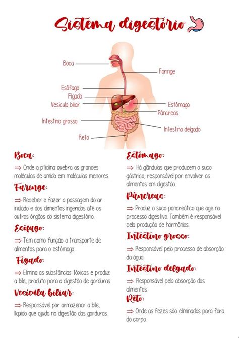 Sistema Digestivo Resumo