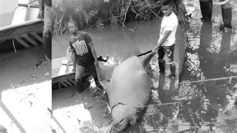 el elefante marino que avistaron en el pacífico colombiano fue cazado en la tola nariño infobae
