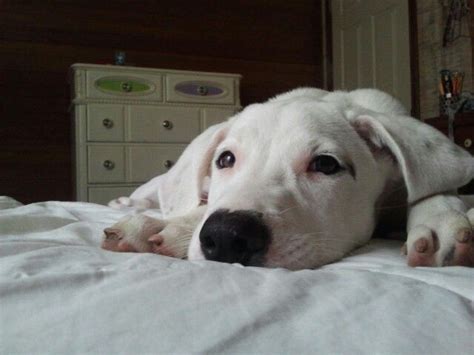 Just like any product you purchase for your dog, the market can be a little overwhelming. Dogo Argentino Mix Hundevermittlung