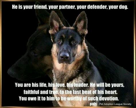 325 Best Images About I Love Love Love German Shepherds On Pinterest