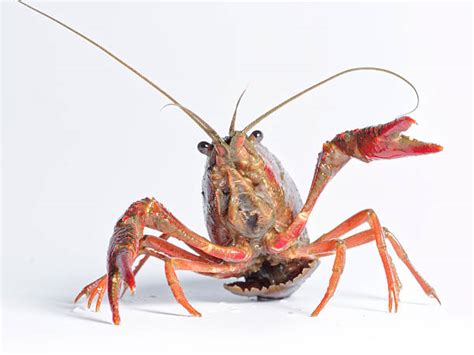 Funny Lobster Stock Photos Pictures And Royalty Free Images Istock