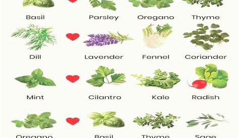 The Best List Of Herbs To Plant Together 2022 - Herb Garden Planter