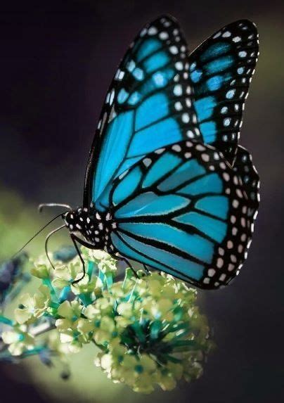 Pin By Misha Alexis Ii On Papillons Iii Butterflies Iii In Beautiful Butterfly