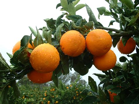 How To Sweeten Citrus Fruit Trees Fruit Trees