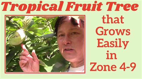Fruit Trees Home Gardening Apple Cherry Pear Plum Paw Paw Fruit