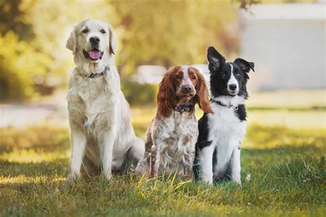 Best Dog Breeds For First Time Owners — Veterinarian In Junction City