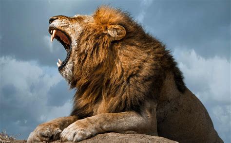 Watch A Real Life Simba Mount A Rock And Let Out An Epic Roar A Z
