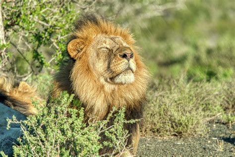African Lion Basking In Sun Photograph By Natasha Bishop