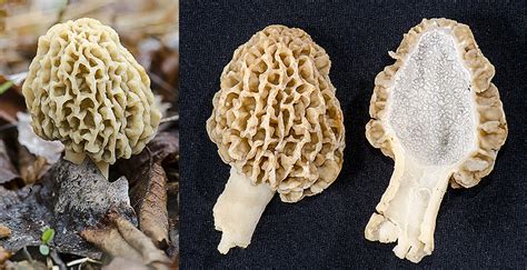 Morchella Esculenta The Michigan Nature Guys Blog