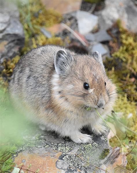 Pika Chew Our Encounter With Pikas At Moraine Lake Banff National