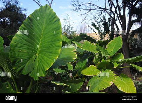 Night Scented Lily Asian Taro Or Giant Upright Elephant Ear Alocasia