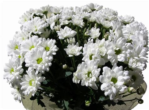 1920x1420 Chrysanthemums Flowers White Bouquet Wallpaper