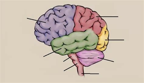 Brain Lobes Labeling And Functions Diagram Quizlet