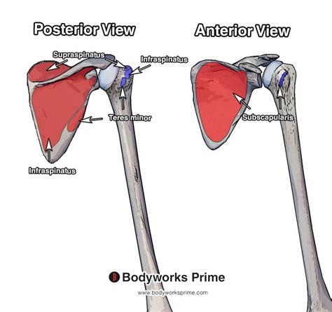 Rotator Cuff Muscle Anatomy Bodyworks Prime