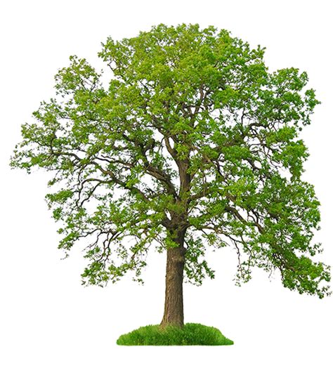 White Oak Stock Photography Tree Northern Red Oak Tree Png Download