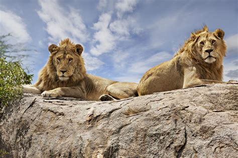 Lion Habitat Where Do Lions Live Discovery Uk