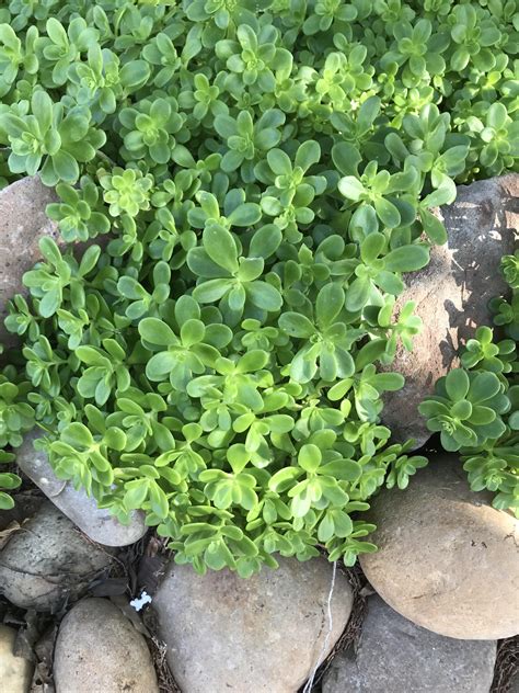 What Kind Of Groundcover Is This Northern California Rgardening