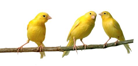 Canaries Png By Makiskan On Deviantart