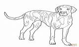 Coloring Dog Coon Hound Plott Otter Getdrawings Printable Getcolorings sketch template
