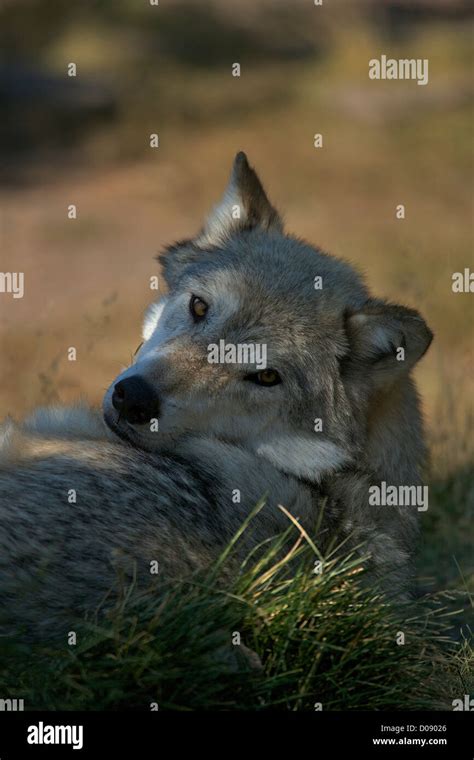 Captive Gray Wolf Canis Lupus Sleeping In Midday Sun Grizzly And