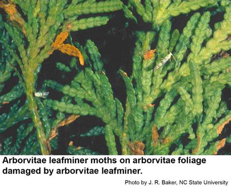 Arborvitae Leafminer Nc State Extension Publications