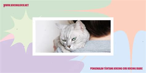 Ciri Kucing Diare Dan Cara Mengatasinya Kucing Lucu Net