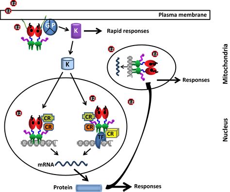 Molecular mechanism of estrogenestrogen receptor signaling Yaşar