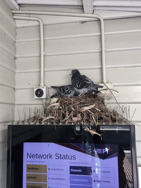 Parkdale Pigeon Update Pigeon Now Rubbing It In The Faces Of Metro By