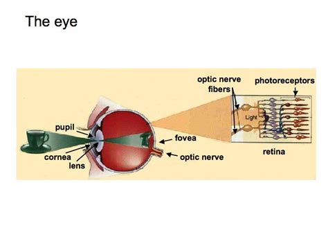 Why Do I Have A Blind Spot In My Vision Blinds