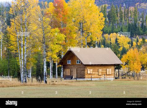 Small log cabin nestled among a grove of aspen trees in autumn foliage