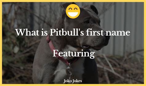 50 Pitbull Jokes And Funny Puns Jokojokes