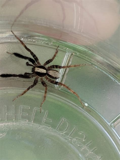 Male Schizocosa Lanceolate Wolf Spiders In Reynoldsville