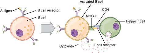 the adaptive immune response b lymphocytes and antibodies anatomy and physiology ii