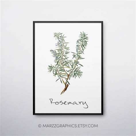 Rosemary Printable Rosemary Plant Rosemary Print Rosemary Etsy Herb