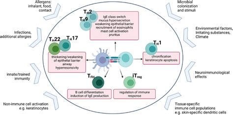 Schematic Representation Of Immune‐environment‐interactions In Allergic