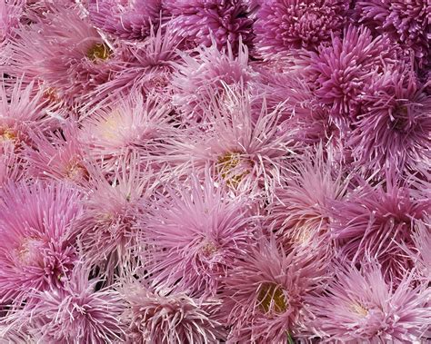 Wallpaper Pink Chrysanthemums Background 2560x1600 Hd Picture Image