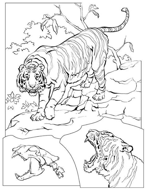 Lions And Tigers Coloring Page Free Printable Download Coloring