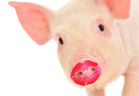 A Pig With Lipstick Is Still A Pig Employee Retention Speaker And Author