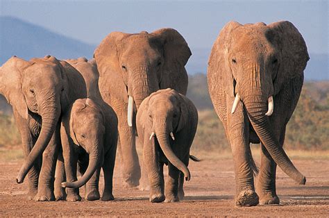 Elephant The Biggest Animals Kingdom
