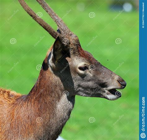 Red Deer are Ruminants, Characterized by a Four-chambered Stomach