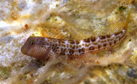 Babica žutoobrazna Microlipophrys Canevae Adriaticnature