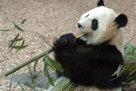 Double Delight Giant Panda Gives Birth To Twins At Atlanta Zoo Nbc News